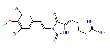 Parazoanthine J